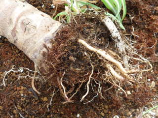 �����̎�����󂵂��i�N���Y�C���j