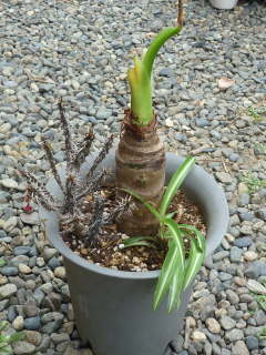 �傫�����֐A���ւ��i�N���Y�C���j