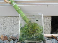 �A���ւ��O�i�~���I���o���u�[�j