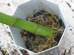 �A���ւ��i�~���I���o���u�[�j