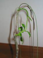 �t�̐V������(�}�_�K�X�J���W���X�~��)