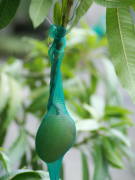 �l�b�g�ŉʎ���ی�i�}���S�[�j