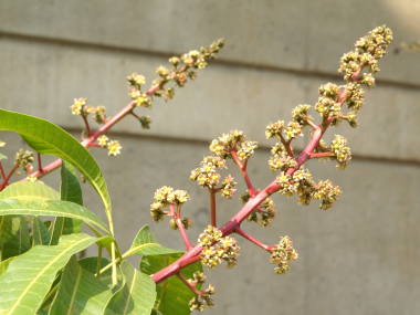 �}���S�[�̉�