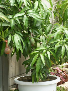 �}���S�[�̔��A��