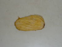 �}���S�[�̎�̊k