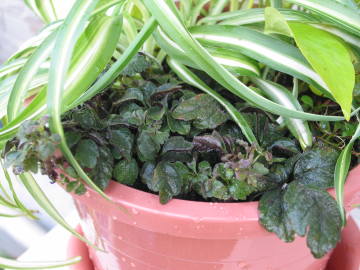 �~�J�j�A�E�e���i�^�̊񂹐A��