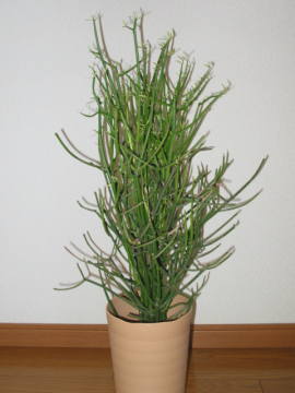 �~���N�u�b�V��