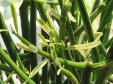 �~���N�u�b�V��