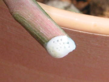 �~���N�u�b�V���̎��t