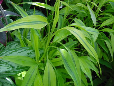 �~���I���o���u�[