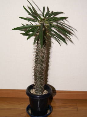 �p�L�|�f�B�E��