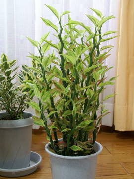 �y�f�B�����T�X