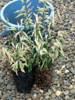 �y�f�B�����T�X�̐؂�߂�