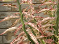 �s���N�ɂȂ����y�f�B�����T�X�̗t