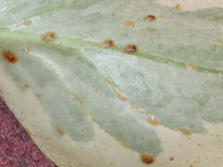 �y�y���~�A�̃J�C�K�����V