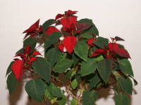 �Z��������ӂ����|�C���Z�`�A