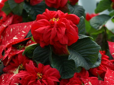 �|�C���Z�`�A�E�E�C���^�[���[�Y