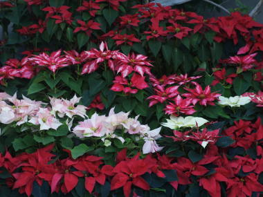 �|�C���Z�`�A