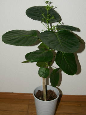 �|���V���X�E�o���t�H���A�i