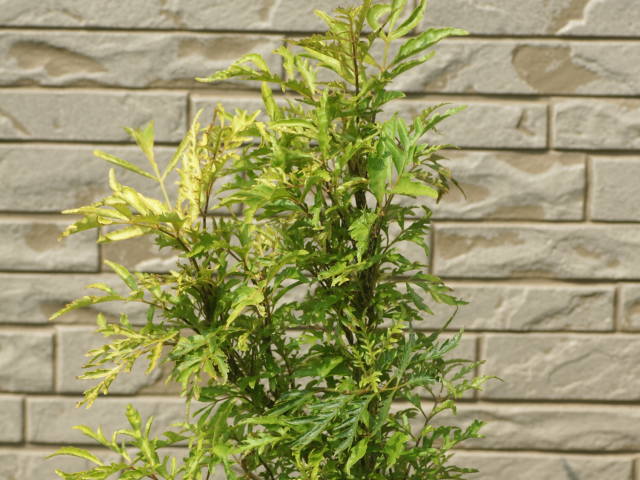 �|���V���X�E�t�B���L�t�H���A