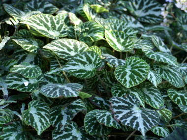 ���b�N�X�x�S�j�A