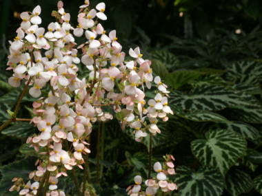 ���b�N�X�x�S�j�A�̉�