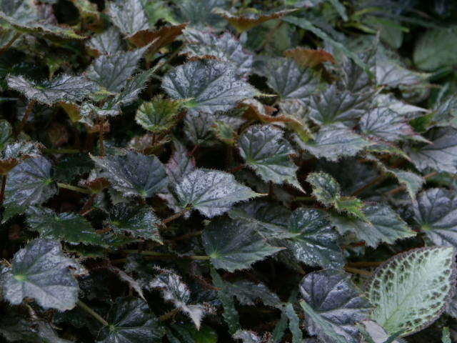 ���b�N�X�x�S�j�A