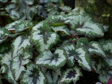 ���b�N�X�x�S�j�A