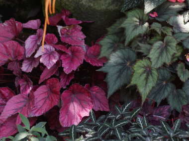 ���b�N�X�x�S�j�A