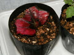 ���b�N�X�x�S�j�A�̗t�}��