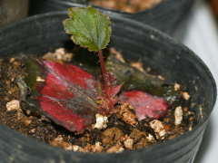 ���b�N�X�x�S�j�A�̗t�}��