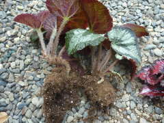 ���b�N�X�x�S�j�A�̊�����