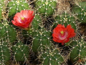 �T�{�e���̉�