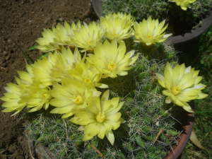 �T�{�e���̉�