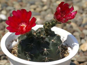 �T�{�e���̉�