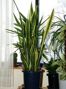 �T���X�x���A�E���[�����e�B