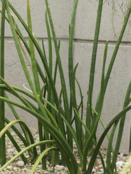 �T���X�x���A�E�X�^�b�L�[