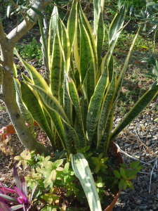 �T���X�x���A�̊񂹐A��