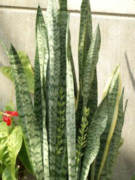 �T���X�x���A�E�g���t�@�X�L�A�^