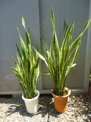 �T���X�x���A�̊�������