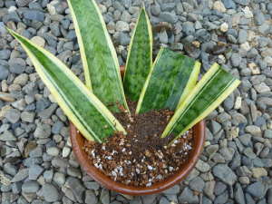 �T���X�x���A�̗t�}��