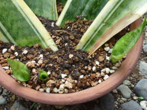 �T���X�x���A�̗t�}��