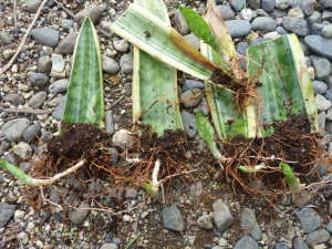 �T���X�x���A�̗t�}��