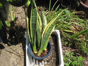 �T���X�x���A�̐A���t��