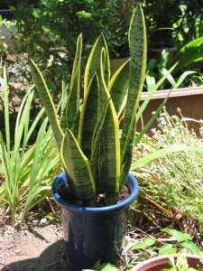 �T���X�x���A�̐A���t����