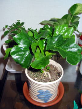 �t�B���f���h�����E�Z���[���E�X�[�p�[�A�g��