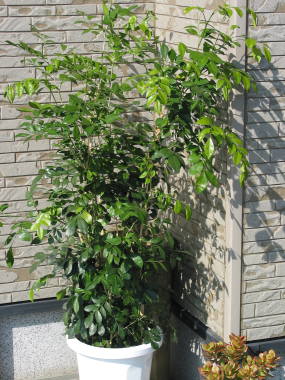 �V���N�W���X�~��