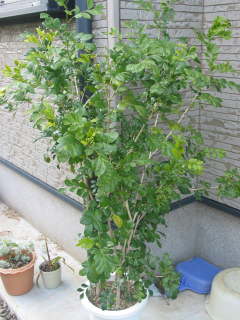 �t���΂����l�q�i�V���N�W���X�~���j