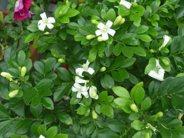 �V���N�W���X�~���̉�