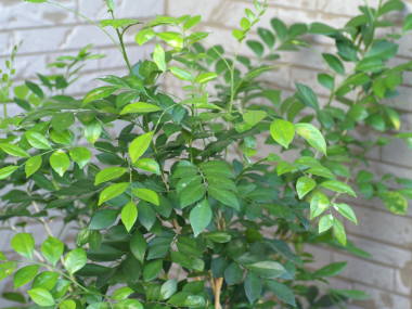 �V���N�W���X�~��